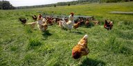 Hühner und Hähne laufen auf einer Wiese frei herum