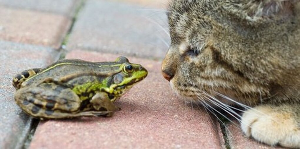 Forsch und kleine Katze schauen sich an