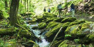 Wanderer an einem Bach in einem Wald