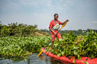 Ein Mann sammelt auf einem Kayak Wasserlilien.
