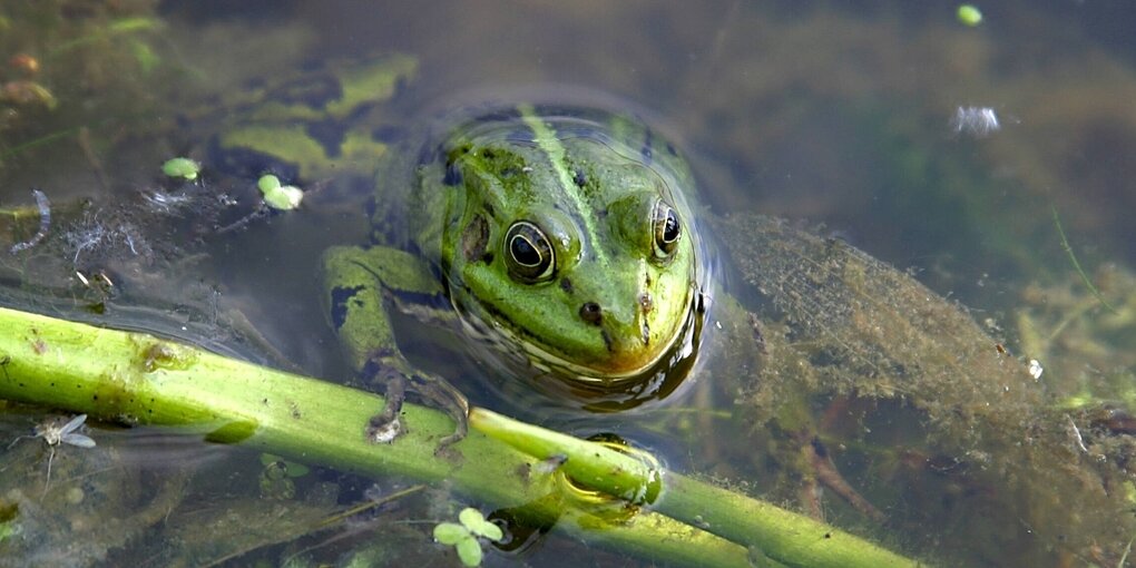 Ein Frosch schaut aus dem Wasser