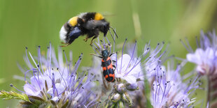 Eine Hummel landet auf einer lila Blume.