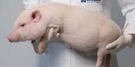 Ein Forscher im weißen Kittel hält ein Minischwein auf dem Arm