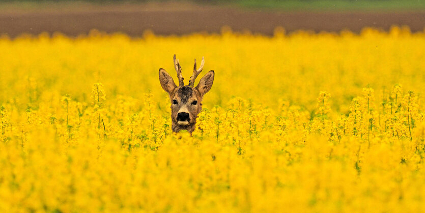 Ein Rehbock steht in einem blühenden Feld