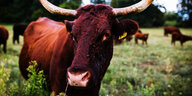Eine Kuh mit großen Hörnern steht auf einer Weide