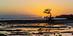 Einzelner Mangrovenbaum im Sonnenuntergang