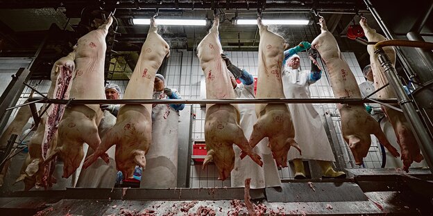 Mitarbeiter zerlegen Schweine in einem Schlachhof.