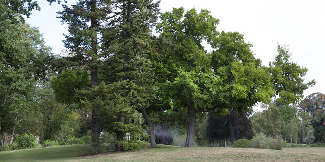 Bäume im Sanssouci Park