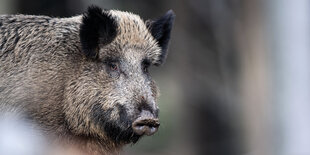 Wildschwein schaut dich an