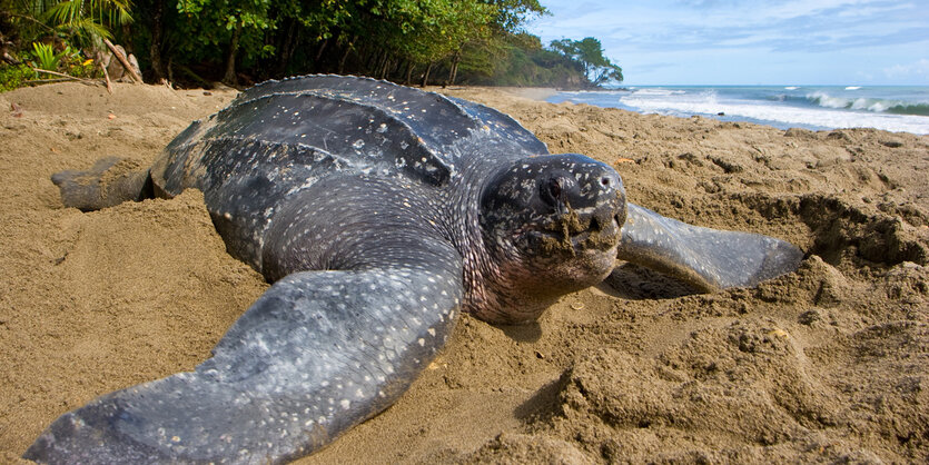 Eine Schildkröte am Strand