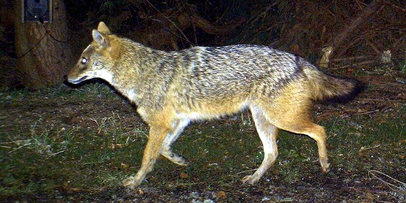 Das Foto aus dem Jahr 2012 zeigt einen Goldschakal, der im Nationalpark Bayerischer Wald (Bayern) von einer Wildkamera fotografiert wurde.