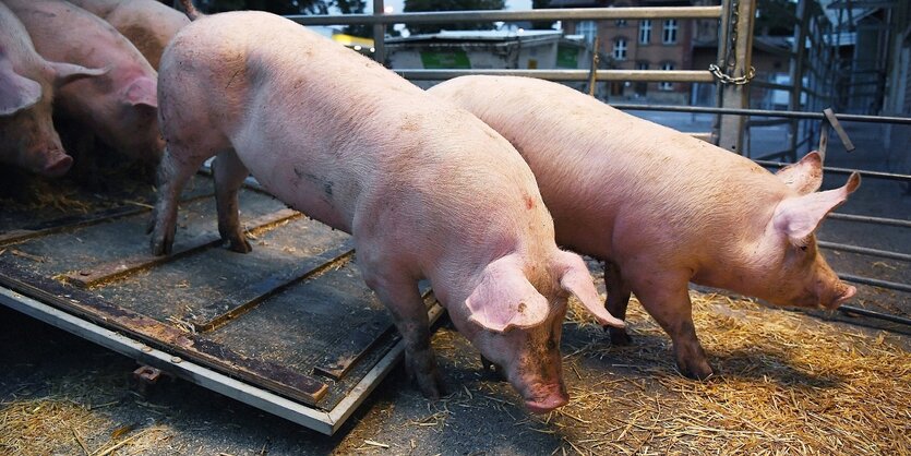 Schweine verlassen einen Viehtransport