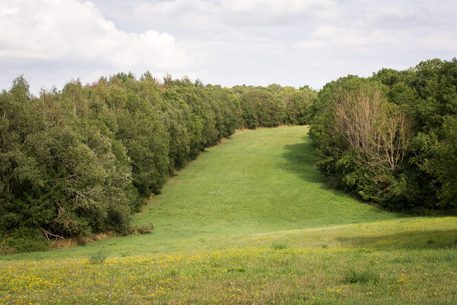 Wiese zwischen Wäldern