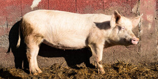 Ein Schwein steht an einer Mauer an der frischen Luft