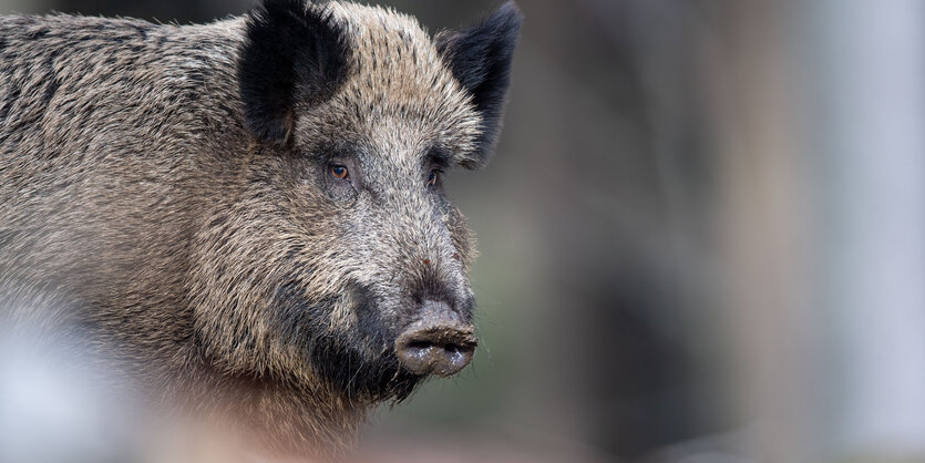 Wildschwein