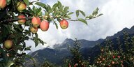 Äpfel an eine Baum, im Hintergrund Berge.