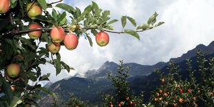 Äpfel an eine Baum, im Hintergrund Berge.