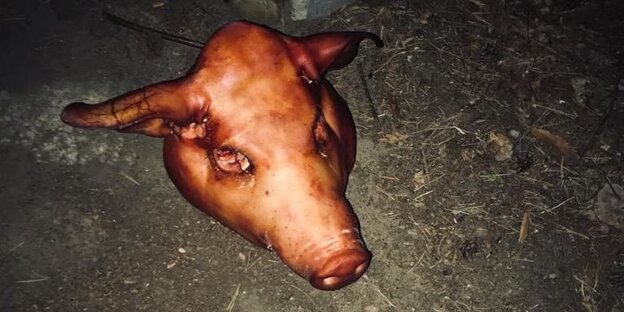 Das Bild zeigt den abgetrennten Kopf eines Schweins auf dem Boden liegend.