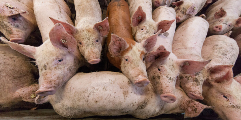 Schweine stehen in einem Stall.