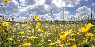 Ganz viele Blumen auf der Theresienwiese in München