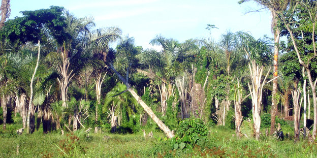 Wald in Uganda