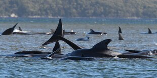 Grindwale sind an einer Sandbank im Hafen von Macquarie in der Nähe von Strahan an der Westküste Tasmaniens gestrandet. 25 der rund 270 an der australischen Insel Tasmanien gestrandeten Grindwale sind Behörden zufolge bisher gerettet worden