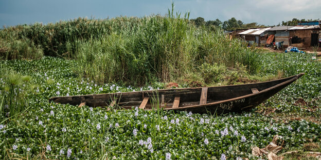 Ein Ruderboot liegt am Ufer in Wasserlilien.