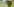 dicke grüne Bananenstaude in einer Plantage
