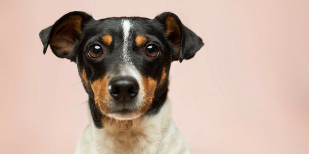 Ein kleiner Hund schaut in die Kamera Ein kleiner Hund schaut in die Kamera