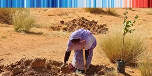 Eine Frau pflanzt einen Baum in sandigen Boden