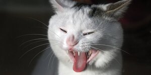 Portrait einer Katze, die die Zunge herausstreckt