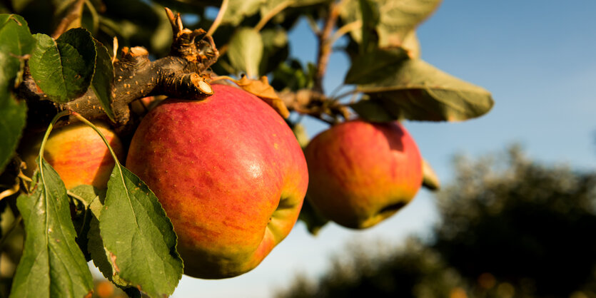 Rote Äpfel hängen an einem Baum