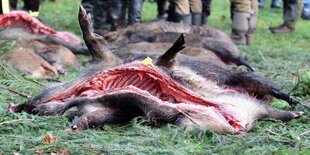 Erlegte Wildschweine liegen auf dem Boden aufgereiht, im Hintergrund stehen die Jäger der Treibjagd