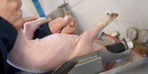 Ein Schweinezüchter legt ein junges Ferkel zur Kastration in eine Narkoseanlage in seinem Zuchtbetrieb.