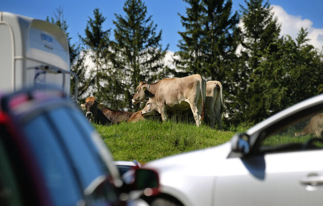 Autos und Kühe