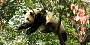 Ein Pandabär hangelt sich durch Baum Verästelungen