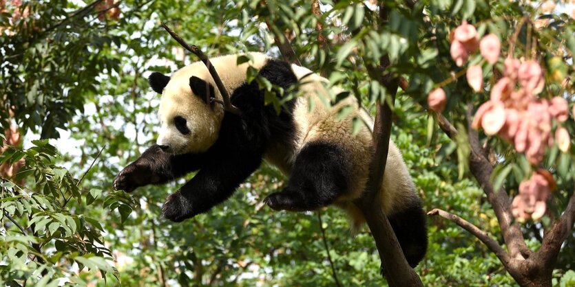 Ein Pandabär hangelt sich durch Baum Verästelungen