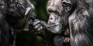 Schimpansin mit Neugeborenem auf dem Arm fässt einem Artgenossen ins Gesicht