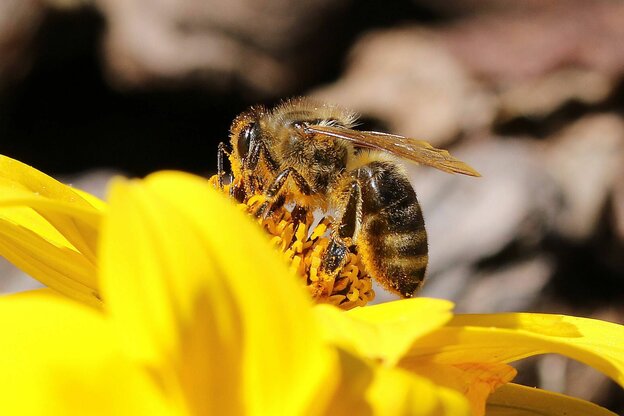 Biene sitzt auf einer gelben Blüte