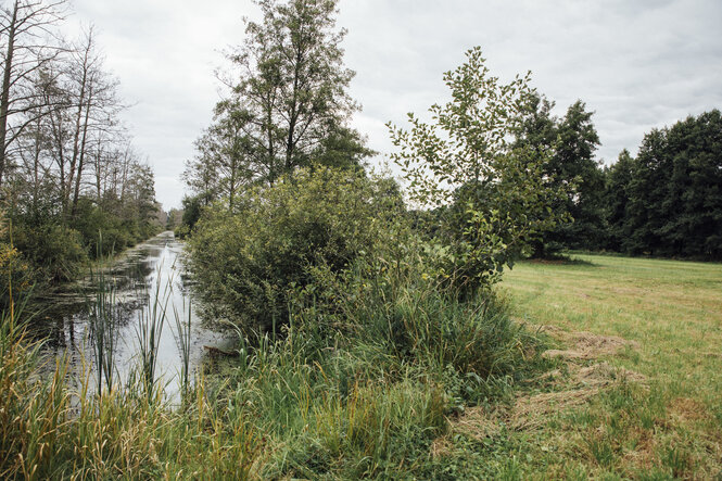 Grüne Wiesen und ein für den Drömling typischer Wassergraben