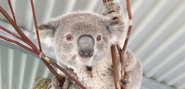 Koala Koala