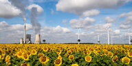 Ein Sonnenblumenfeld mit Kohlekraftwerk und Windrädern im Hintergrund
