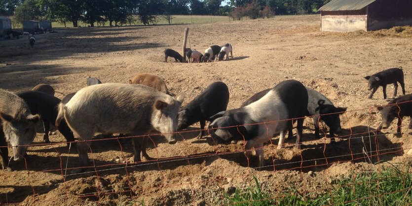 Schweine laufen in einem Freigehege