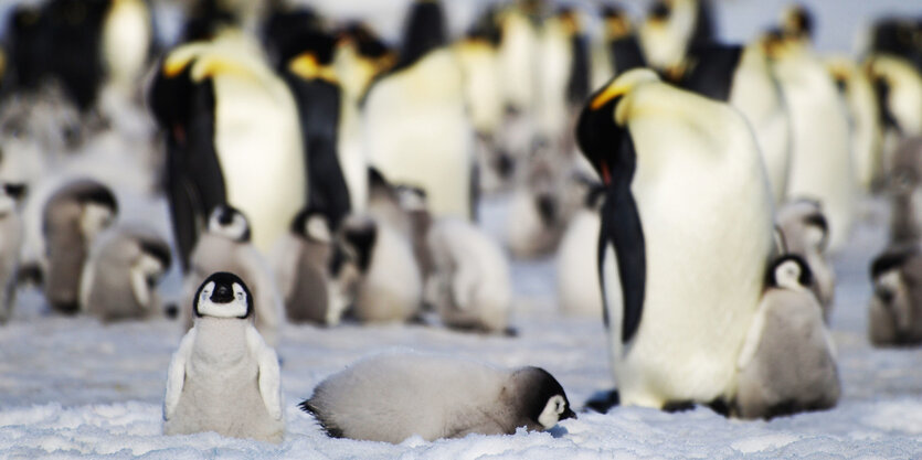 Kaiserpinguine sonnen sich im Schnee