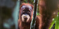 Ein junger Orang-Utan schaut nach oben