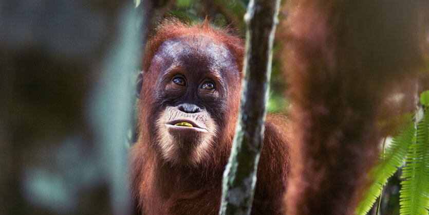 Ein junger Orang-Utan schaut nach oben