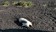 Eine tote Robbe am Chalaktyrsky-Strand