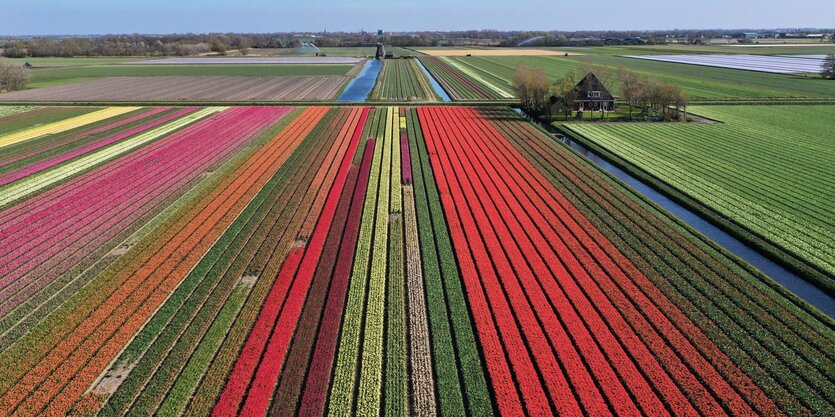 bluehende Tulpenfelder aus der Luft, - bunte Strefen mit unterschiedlichen Tulpensorten