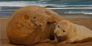 Eine große und eine kleine Robbe kuscheln auf einer Sandbank.