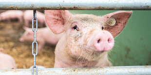 Ein Ferkel im Stall zwischen zwei Stangen hindurch